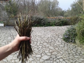 NARAVNA HRANA - ŠPARGLJI, BELUŠI