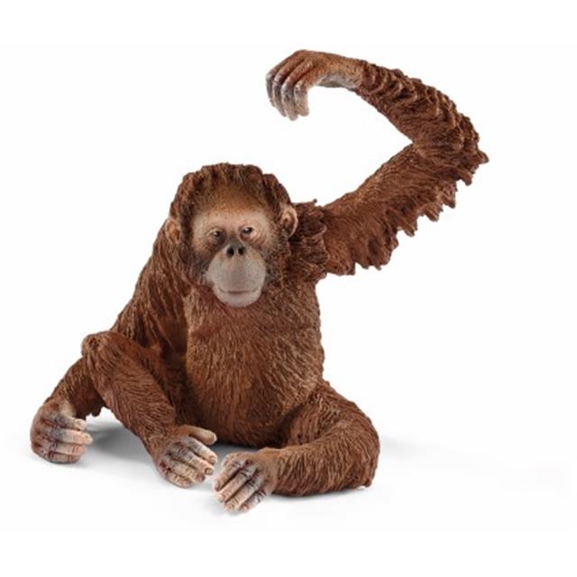 Orangutan