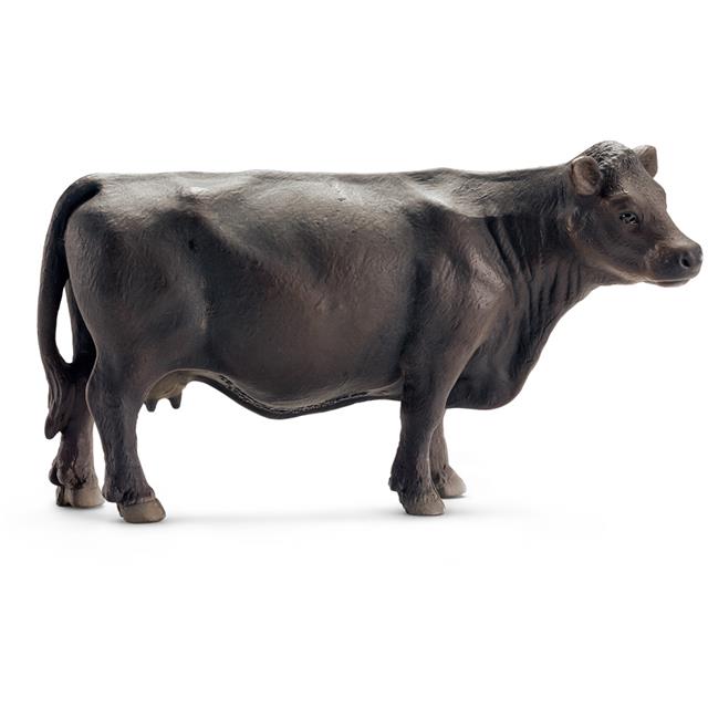 Black Angus Cow