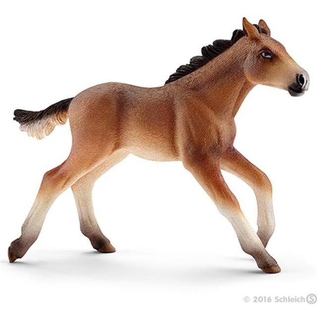 Mustang foal žrebe
