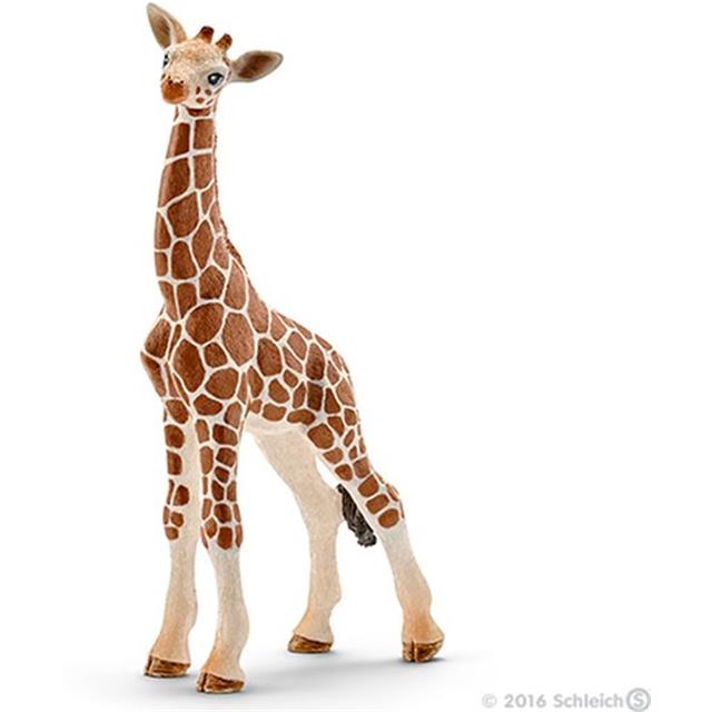 Žirafa mladič