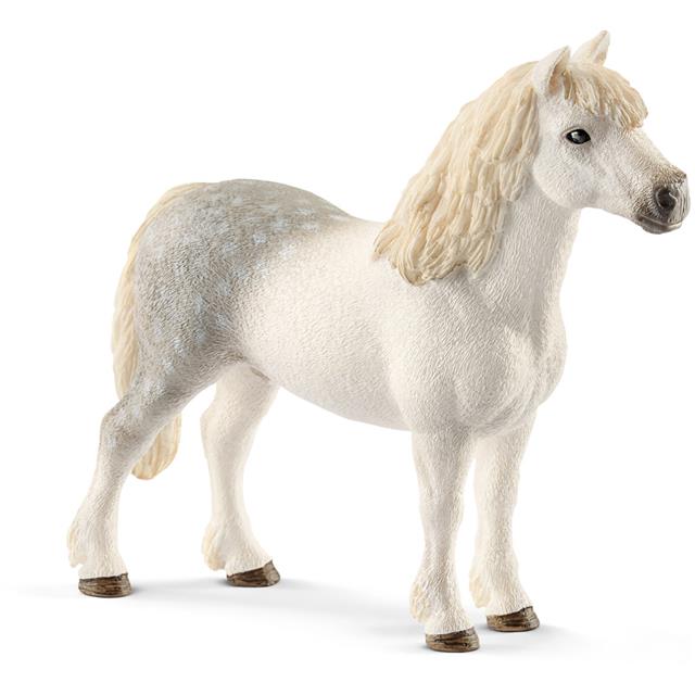 Wels, pony, žrebec
