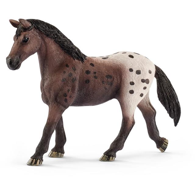 Kobila, Appaloosa